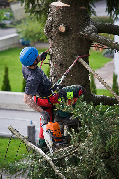 Best Residential Tree Removal  in Palouse, WA