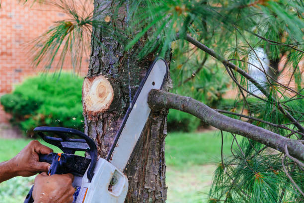 Tree and Shrub Care in Palouse, WA